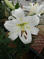 [4620 VZ H08 4526-01 Pangea No02.JPG]